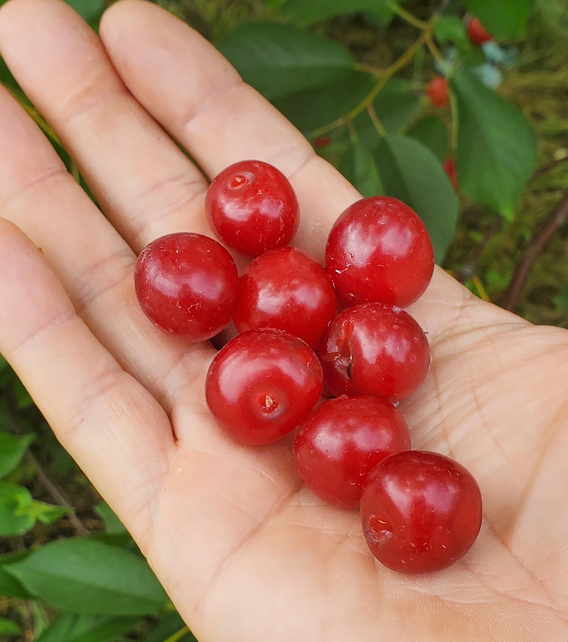 Tart cherries in an open hand.
